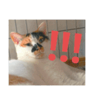 我が家ねこ身内用（個別スタンプ：4）