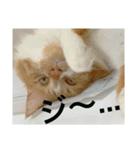 我が家ねこ身内用（個別スタンプ：5）