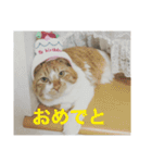 我が家ねこ身内用（個別スタンプ：6）
