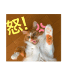 我が家ねこ身内用（個別スタンプ：7）