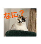 我が家ねこ身内用（個別スタンプ：9）