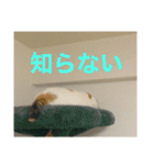 我が家ねこ身内用（個別スタンプ：10）