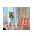 我が家ねこ身内用（個別スタンプ：11）