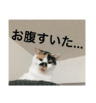 我が家ねこ身内用（個別スタンプ：12）