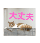 我が家ねこ身内用（個別スタンプ：13）