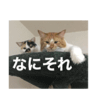 我が家ねこ身内用（個別スタンプ：14）