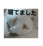 我が家ねこ身内用（個別スタンプ：15）