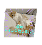 我が家ねこ身内用（個別スタンプ：16）