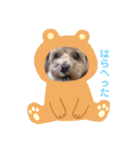 マロンのスタンプだよ（個別スタンプ：1）