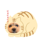 マロンのスタンプだよ（個別スタンプ：12）