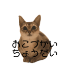 ここさんの日常 ver.1（個別スタンプ：3）