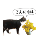 おまめスタンプ2020（個別スタンプ：1）