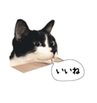 おまめスタンプ2020（個別スタンプ：4）