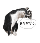おまめスタンプ2020（個別スタンプ：8）