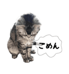 おまめスタンプ2020（個別スタンプ：12）