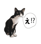 おまめスタンプ2020（個別スタンプ：13）