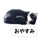 おまめスタンプ2020（個別スタンプ：14）