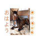 馬馬馬馬馬（個別スタンプ：1）