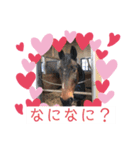 馬馬馬馬馬（個別スタンプ：2）