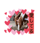 馬馬馬馬馬（個別スタンプ：6）