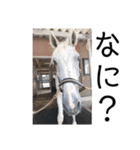 馬馬馬馬馬（個別スタンプ：7）