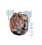馬馬馬馬馬（個別スタンプ：8）