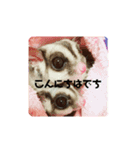 フクロモモンガのジジキキ（個別スタンプ：1）