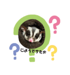 フクロモモンガのジジキキ（個別スタンプ：6）