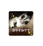 フクロモモンガのジジキキ（個別スタンプ：8）