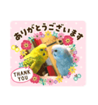 愉快なインコたち2（個別スタンプ：6）