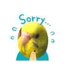 愉快なインコたち2（個別スタンプ：7）