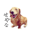 愛犬ラブちゃんスタンプ（個別スタンプ：1）