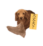 愛犬ラブちゃんスタンプ（個別スタンプ：3）