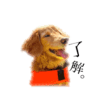 愛犬ラブちゃんスタンプ（個別スタンプ：6）