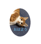 茶白猫むむ いろいろVer.（個別スタンプ：2）