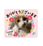 茶白猫むむ いろいろVer.（個別スタンプ：11）