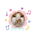 茶白猫むむ いろいろVer.（個別スタンプ：12）
