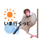 シナモン文鳥スタンプ（個別スタンプ：1）