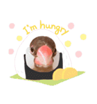シナモン文鳥スタンプ（個別スタンプ：4）