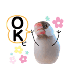 シナモン文鳥スタンプ（個別スタンプ：5）
