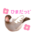 シナモン文鳥スタンプ（個別スタンプ：8）