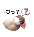 シナモン文鳥スタンプ（個別スタンプ：10）