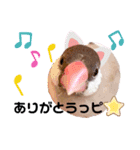 シナモン文鳥スタンプ（個別スタンプ：11）