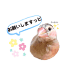シナモン文鳥スタンプ（個別スタンプ：14）