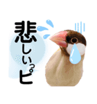 シナモン文鳥スタンプ（個別スタンプ：15）