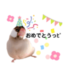 シナモン文鳥スタンプ（個別スタンプ：16）