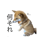 関西犬1（個別スタンプ：5）