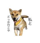 関西犬1（個別スタンプ：7）