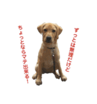 狂犬ラッキー！（個別スタンプ：1）