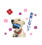 狂犬ラッキー！（個別スタンプ：2）